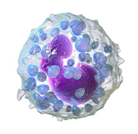 function of basophils